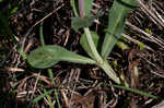 Scarlet beardtongue